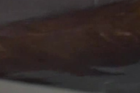 Wolfsboy 1989 - Full video