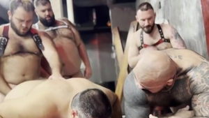Bear orgy
